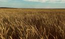 A field of crops with a blue sky in the background