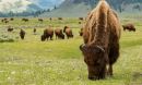 Group of Bison grazing in Yellow Stone