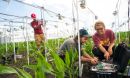 Students setting up research equipment in a corn field.