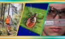 NSF Impacts: Lyme's Disease