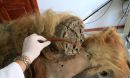 A gloved human hand holds some mammoth hair next to the foot and hairy leg.