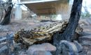 A charred barrel cactus lies on the ground in front of the fire hut at the NSF NEON Sycamore Creek site.