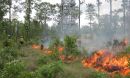 Fire crew members in hard hats watch the flames of a controlled burn the green shrubs in a wooded area.
