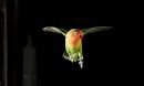 'Ferrari' the lovebird during flight training