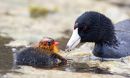 Adult American coot feeding an orange-ornamented chick.