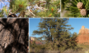 A collage of images of parts of the pinyon pine (pinus edulis). From top to bottom and left to right, the images show needles, cones, bark and a whole tree.
