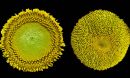 The heads of two sunflowers against a black background.
