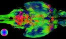 The shape of a mouse brain filled with brightly colored lines and smudges on a black background.