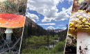 A collage of three images with a mushroom, a mountain stream surrounded by pine trees, and another mushroom appearing in that order from left to right.