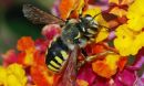 Solitary bee (Anthidium florentinum), feeding on a Lantana camara flower.