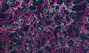 A view from the top looking down on densely packed, atmospherically relevant, organic molecules
