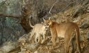 Mountain lions in California