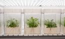Plants growing in containers of liquid in a brightly lit laboratory.