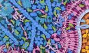 Transfer RNA and Gag Protein