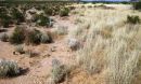 A shift from shrubland (left) to grassland (right) in the Chihuahuan Desert of New Mexico.