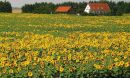 sunflowers in a  farm field next to houses
