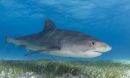 A tiger shark above seagrass. Scientists have found a surprising link between the two.