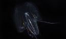 Found only in shallow waters, this ctenophore swims with wings spread like those of a biplane.