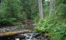 logs and tress near a stream