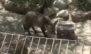 A bat-eared fox tries to open a puzzle box during an experiment to test intelligence.