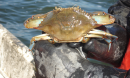 blue crab in person's hands