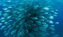 a school of bigeye travellies fish