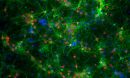 Neurons of a mouse brain