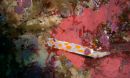 Photo of marine organisms under water