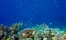 coral reef and fish near Philippines