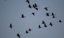 sandhill cranes flying