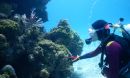 Alexandra Davis under water studying corals