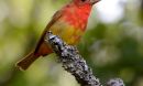 Biologists and atmospheric scientists track migrating birds like this summer tanager.