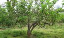 Curcusone D, from the root of a shrub native to the Americas, shows promise in combating cancer.
