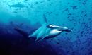 a shark in the water