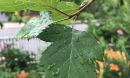 A leaf from a Washington hawthorn tree (Crataegus phaenopyrum) in a suburban yard.