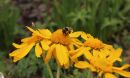 A bumblebee forages on a flower