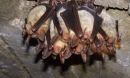 group of greater mouse-eared bats hanging upside down
