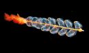 A siphonophore glides through the sea.