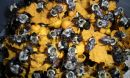 bumblebee colony in a nest