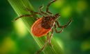 May is Lyme Disease Awareness Month: Do you know where the ticks are?