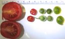 Wild tomatoes and domesticated tomatoes shown in different sizes
