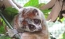 pygmy slow loris clinging to a branch