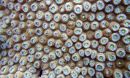Close-up photo of a reef in the U.S. Virgin Islands. The coral's open polyps mean that it's feeding.