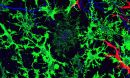 glial cells in a mouse brain