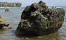 Fossil coral from Indonesia