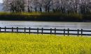 Field of mustard plants