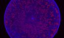 This diatom cell from the Gulf of Mexico is stained to show newly formed cell walls (blue).