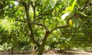 A pod rot called black pod spreads on cacao beans in excessive rain and humidity.