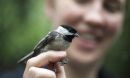 Chickadee sitting on a person's finger