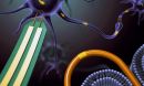 Nanowire devices can record intracellular signals without damaging a cell